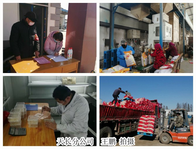 皖墾種業(yè)分公司戰(zhàn)疫情、抓生產、促經營