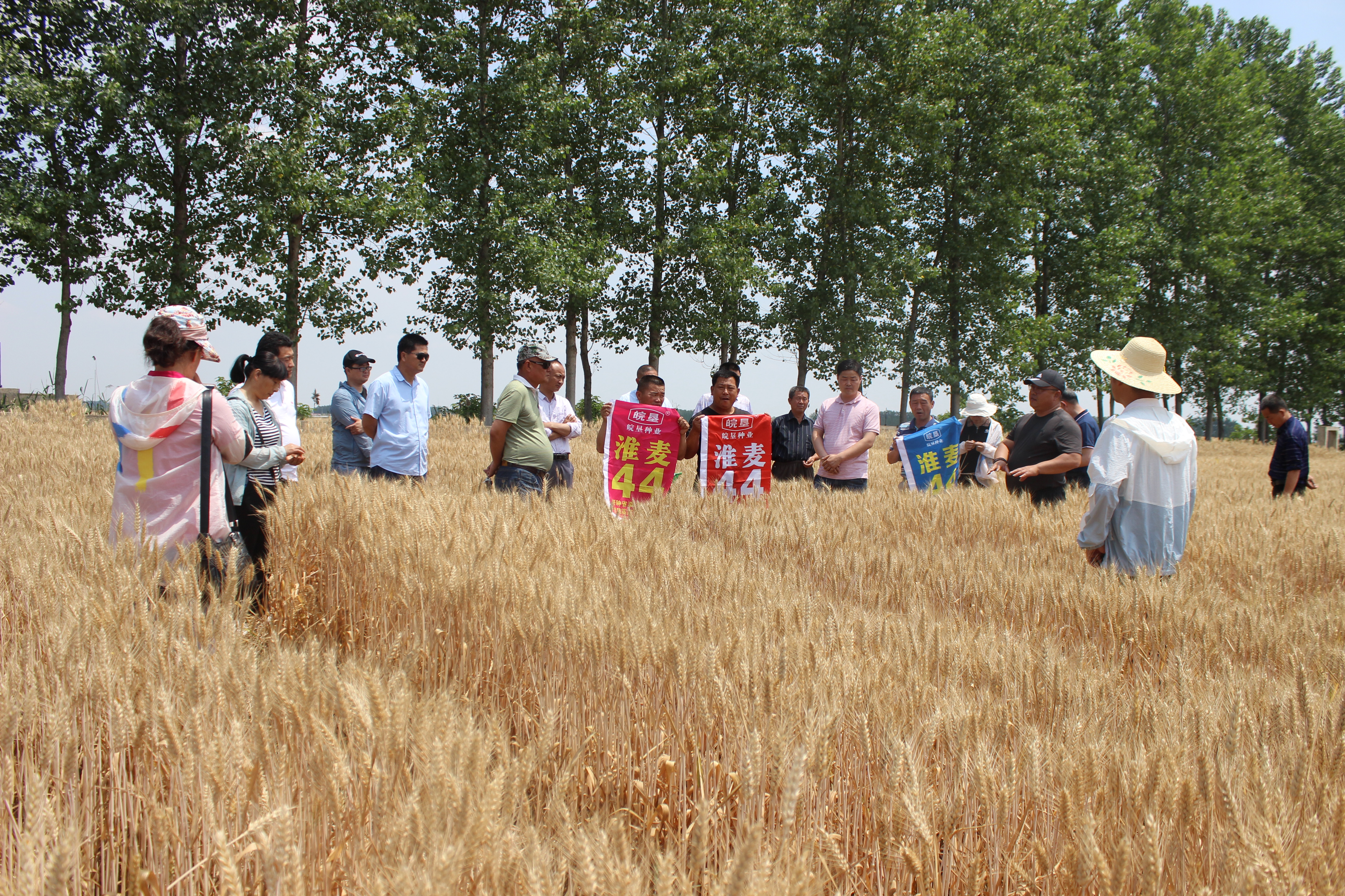 正陽關分公司組織種糧大戶觀摩小麥品種