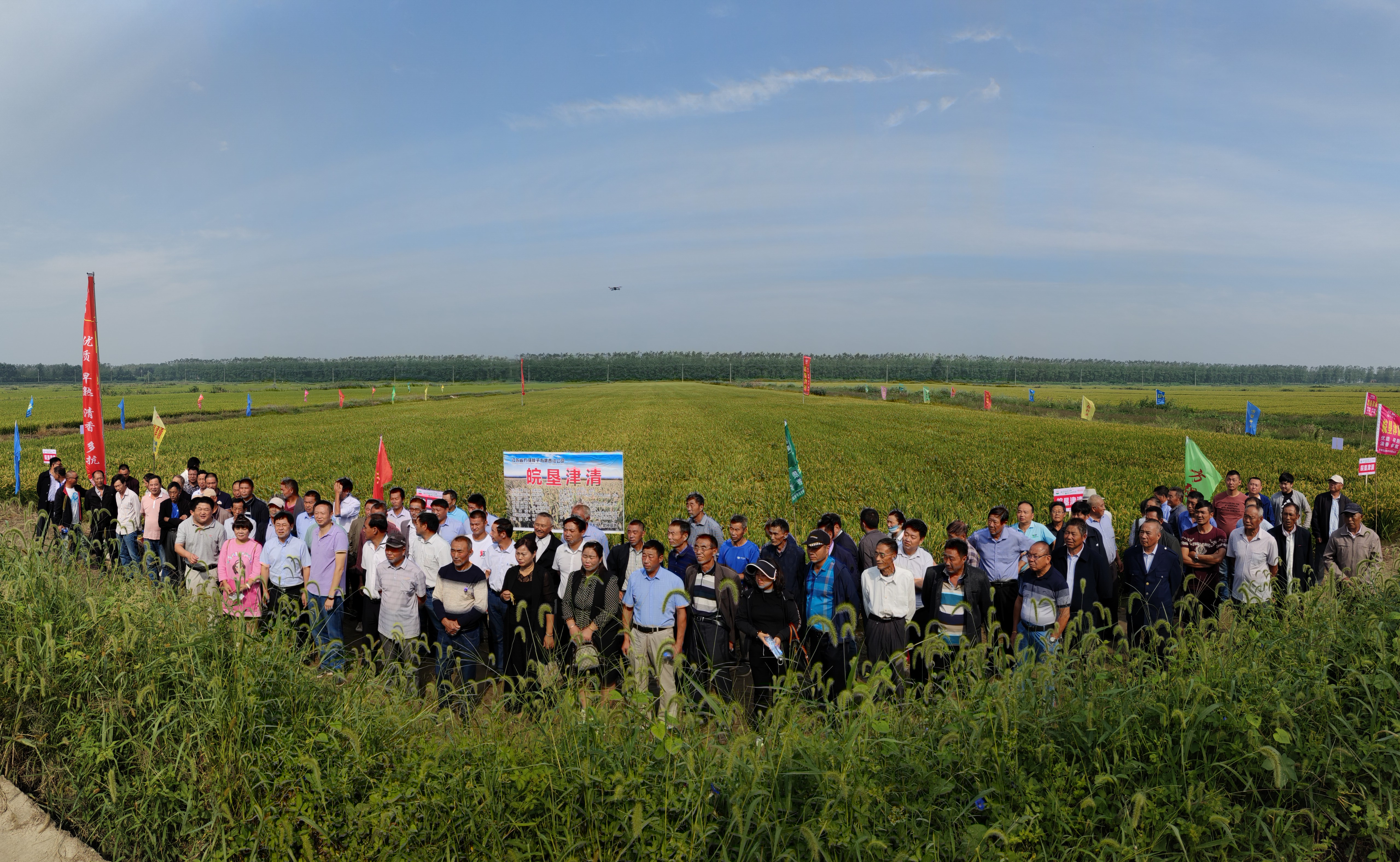 皖墾種業(yè)召開國審優(yōu)質中粳水稻觀摩會 加速水稻新品種推廣