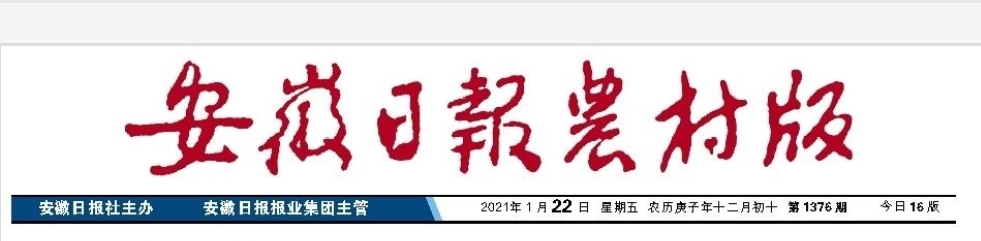 品質(zhì)過硬！皖墾糯稻品種備受青睞